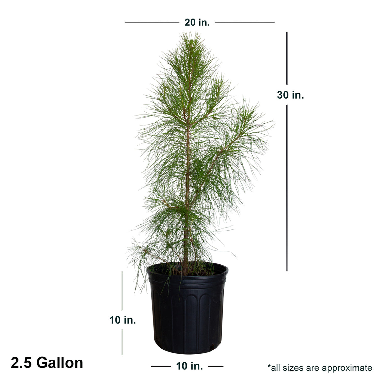 2.4 Gallon Pine Loblolly in black container showing dimensions.