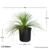2.4 Gallon Longleaf Pine in black container showing dimensions.