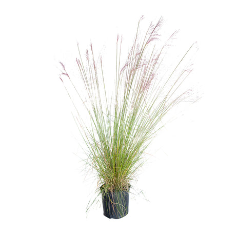 2.5 Gallon Pink Muhly Grass plant with pink flowers and long green foliage in a black nursery pot on a white background