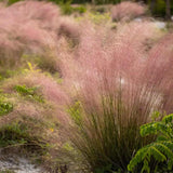 Pink Muhly Grass in bloom