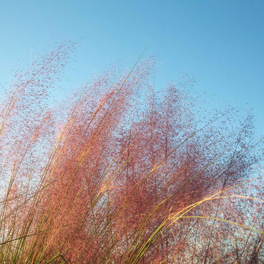 Pink Muhly Grass (Muhlenbergia capillaris)