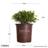 2 Gallon Pittosporum Mojo in brown Southern Living container showing dimensions