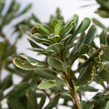 Variegated green and off-white foliage on the variegated pittosporum mock orange