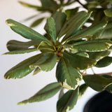Variegated green and off-white foliage