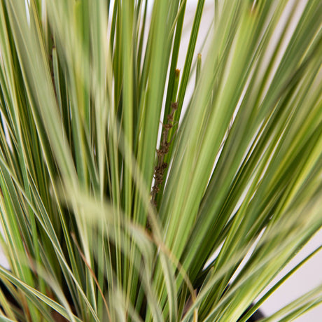 lomandra breeze for sale how to care for