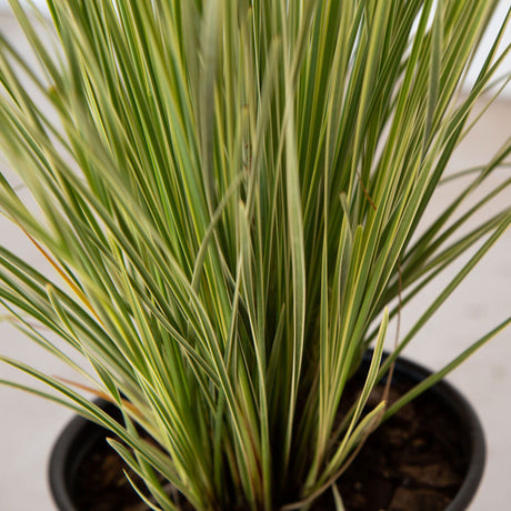 Closeup of variegated leaves on the platinum beauty lomandra from Southern Living Plants