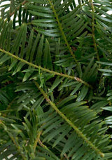 Spreading Japanese Plum Yew leaves