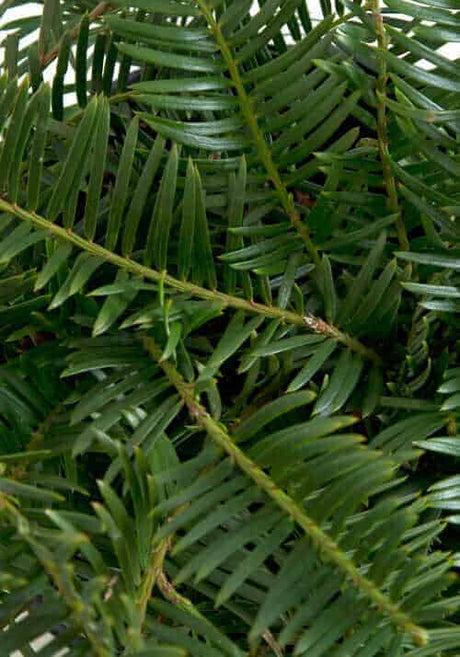 Spreading Japanese Plum Yew leaves