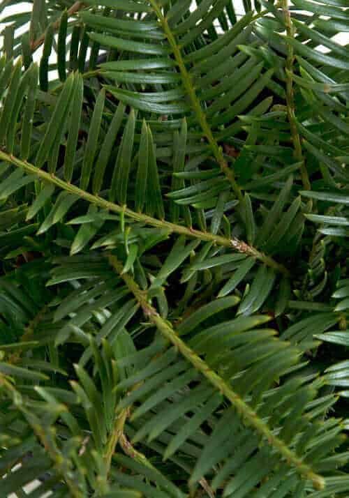 Spreading Japanese Plum Yew leaves