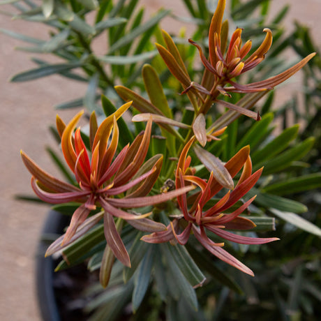 Mood Ring Podocarpus foliage