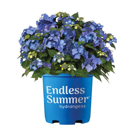 2 Gallon Pop Star Hydrangea with bright blue flowers and decidious green foliage in a blue endless summer hydrangea container on a white background