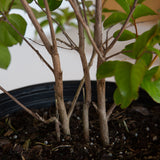 Multi Trunk on Miami Crape Myrtle Tree for sale