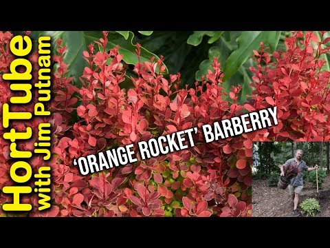 Orange Rocket Barberry