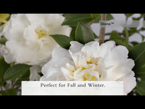 October Magic White Shi Shi Camellia (Sasanqua)