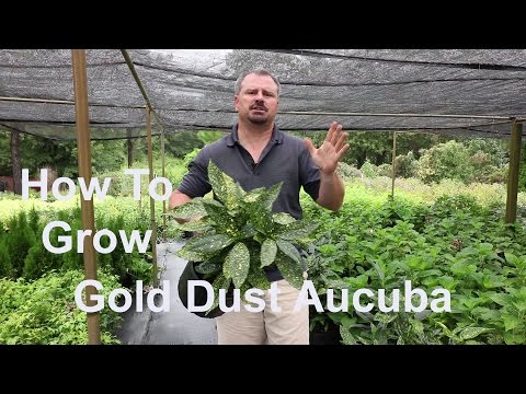Gold Dust Variegated Aucuba