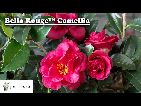 Bella Rouge Camellia (Sasanqua)