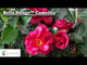 Bella Rouge Camellia (Sasanqua)