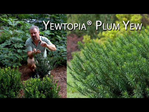 Yewtopia Plum Yew