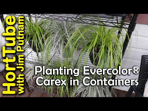 Carex EverColor 'Everillo'