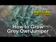 Grey Owl Juniper