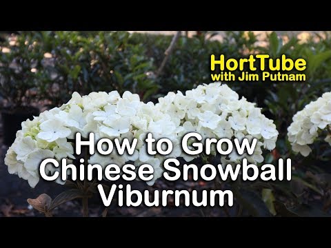 Chinese Snowball Viburnum