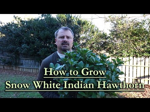 Snow White Indian Hawthorn