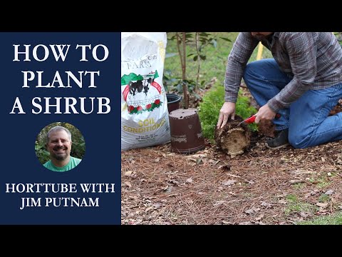 How to plant a yuletide camellia bush