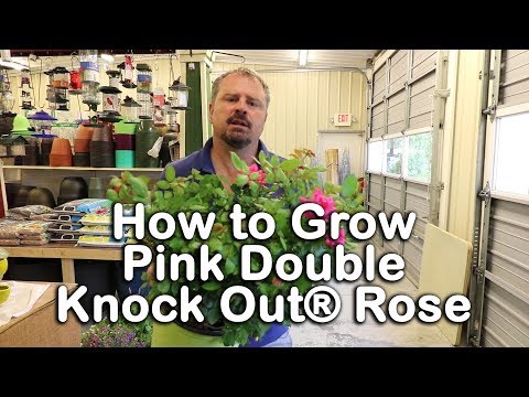 Pink Knock Out Rose