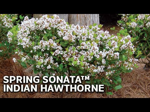 Spring Sonata Indian Hawthorne