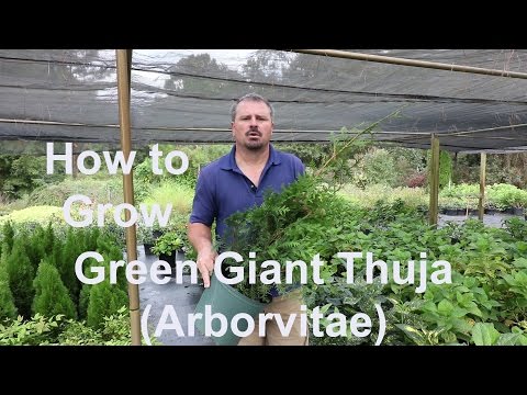 This video is a detailed description of Green Giant Arborvitae. A fast growing screening plant that has become very popular. This evergreen tree can reach 50 feet plus in height with a growth rate of 3 feet per year. Green Giant Thuja is drought tolerant, but needs additional water during abnormally dry conditions. Green Giant is a great replacement for Leyland Cypress.