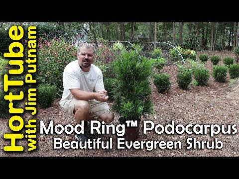 Mood Ring Podocarpus Yew