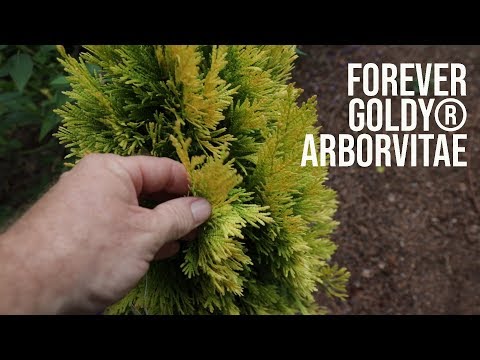 All About Forever Goldy® Arborvitae - Great Border Plant - In this video I go over Forever Goldy® Arborvitae from the Southern Living Plant Collection. It is an upright narrow growing gold foliage evergreen that makes a perfect border (screening) plant. This is a new introduction that will be more widely available in the spring 2020. Thuja plicata '4EVER' PP19267