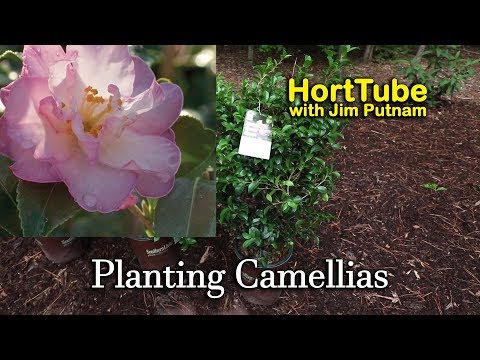 Alabama Beauty Camellia (Sasanqua)
