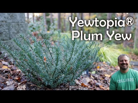 How to grow and care for Yewtopia Plum Yew Cephalotaxus