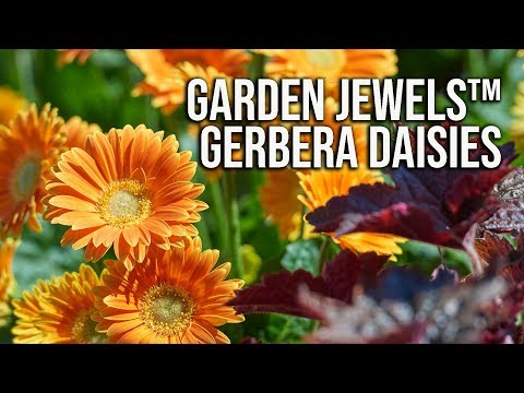 Yellow Garden Jewels Gerbera Daisy