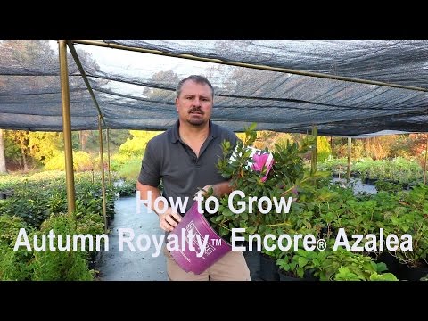 This video is a detailed description of Autumn Royalty™ Encore® Azaleas. Autumn Royalty™ has purplish-pink flowers multiple times a year. This evergreen shrub can reach 5 feet in height and width, but can be kept smaller. Encore® Azaleas grow best in part-shade to full sun. 