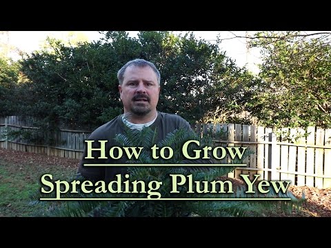Spreading Plum Yew