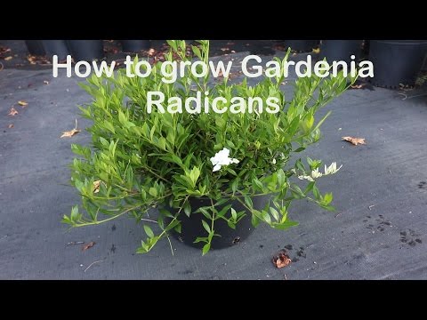 Dwarf Radicans Gardenia