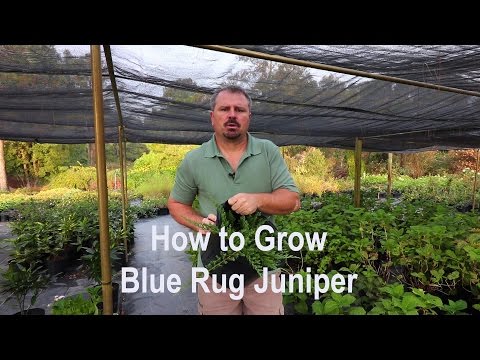 Blue Rug Juniper