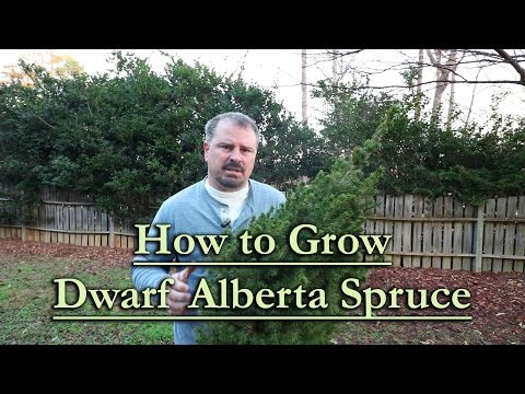 Dwarf Alberta Spruce Tree