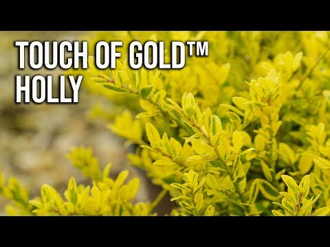 Touch of Gold Holly
