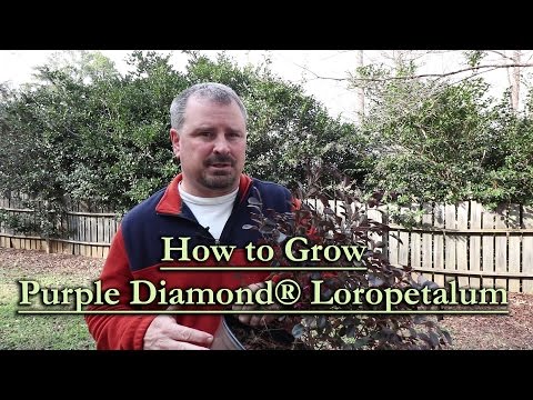 Purple Diamond Compact Loropetalum