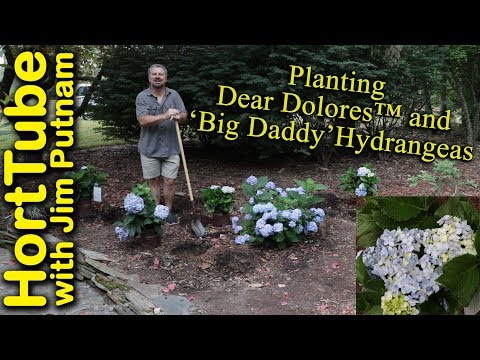 Big Daddy Hydrangea