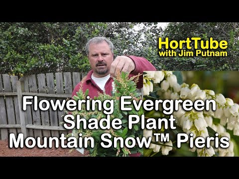 how to care for mountain snow pieris bush
