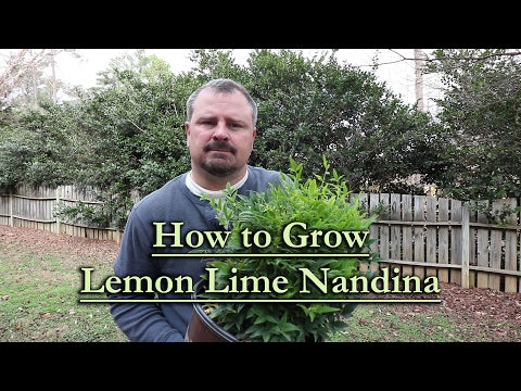 Lemon-Lime Nandina