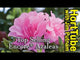 Autumn Carnation Encore Azalea