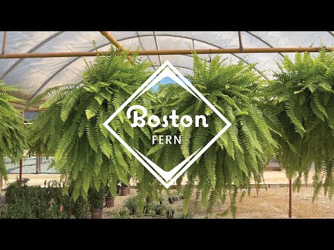 Boston Fern Hanging Basket in 10" Pot