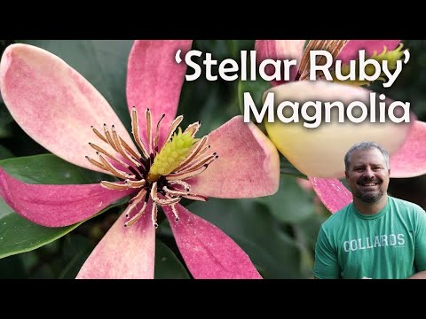 About Stellar Ruby Magnolia with Jim Putnam from Horttube