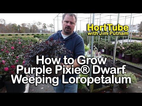 Purple Pixie Dwarf Weeping Loropetalum
