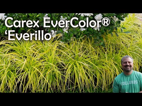 about and how to care for Everillo Carex for sale with Jim Putnam from Horttube